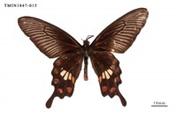 藏品(紅珠鳳蝶)的圖片